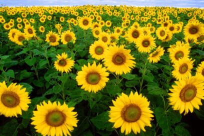 Photo des tournesols dans le parc du centre ville - Agrandir l'image, fenêtre modale